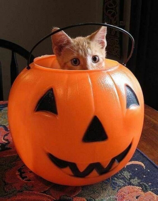 Illustration de l'article : 12 chats roux qui vont vous faire tomber amoureux de l&rsquo;automne