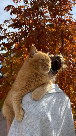 Illustration de l'article : 12 chats roux qui vont vous faire tomber amoureux de l&rsquo;automne