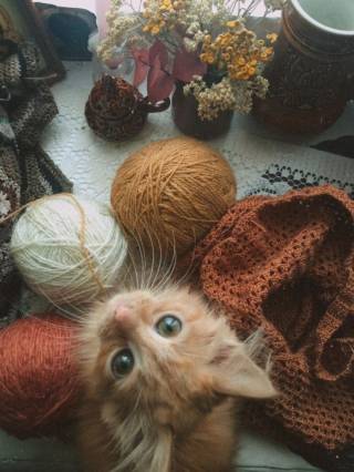Illustration de l'article : 12 chats roux qui vont vous faire tomber amoureux de l&rsquo;automne