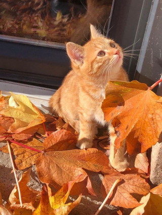 Illustration de l'article : 12 chats roux qui vont vous faire tomber amoureux de l&rsquo;automne