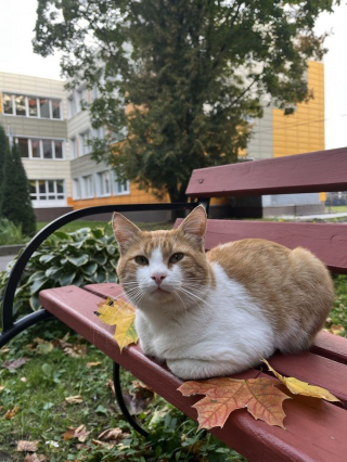 Illustration de l'article : 12 chats roux qui vont vous faire tomber amoureux de l&rsquo;automne