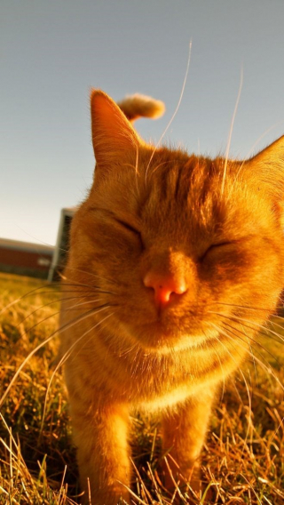 Illustration de l'article : 12 chats roux qui vont vous faire tomber amoureux de l&rsquo;automne