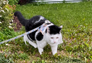 Illustration de l'article : Apr&egrave;s l&rsquo;abandon et le cancer, une chatte trouve la paix dans un jardin color&eacute;