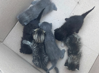 Illustration de l'article : La cliente d’un magasin repère des chatons piégés dans une palette et lance l’alerte