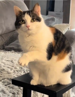 Illustration de l'article : Tous les jours, cette chatte agite la patte pour demander &agrave; retrouver ses voisins de palier pr&eacute;f&eacute;r&eacute;s (vid&eacute;o)
