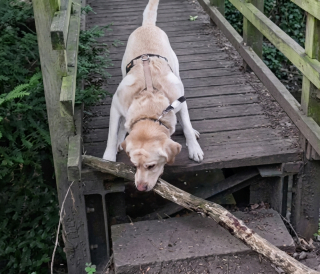 Illustration de l'article : Un Labrador d&eacute;termin&eacute; fait tout pour continuer la promenade avec son immense b&acirc;ton (vid&eacute;o)