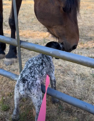 Illustration de l'article : Pour devenir son ami, ce chiot a tout fait pour gagner la confiance d’un cheval (vidéo)