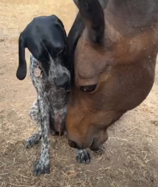 Illustration de l'article : Pour devenir son ami, ce chiot a tout fait pour gagner la confiance d’un cheval (vidéo)