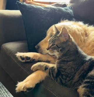 Illustration de l'article : 8 minutes suffisent à rendre inséparables ce chien sénior sauvé d'un élevage de masse et ce chaton orphelin (vidéo)