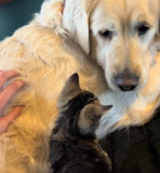 Illustration de l'article : 8 minutes suffisent à rendre inséparables ce chien sénior sauvé d'un élevage de masse et ce chaton orphelin (vidéo)