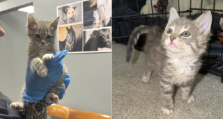Illustration de l'article : Veuve et se sentant seule, elle se prend d'affection pour ce chaton tomb&eacute; dans de la colle industrielle