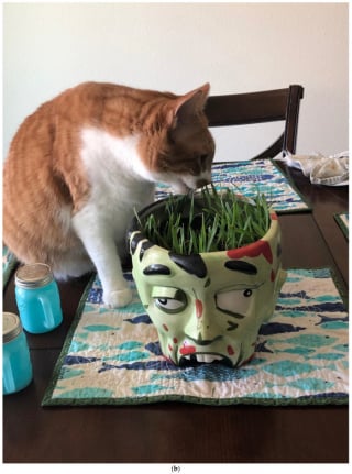 Illustration de l'article : La science met fin au débat : les chats ne mangent pas de l'herbe parce qu'ils sont malades