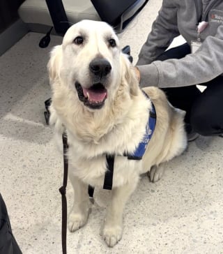 Illustration de l'article : Ce chien refuse de marcher jusqu’au vétérinaire, alors ses maîtres lui trouvent un autre moyen de locomotion (vidéo)