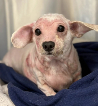 Illustration de l'article : Cette chienne si négligée qu'on la prenait pour une créature sauvage découvre la douce chaleur du soleil sur sa peau (vidéo)