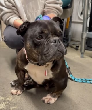 Illustration de l'article : Cette chienne aux pattes d&eacute;form&eacute;es et forc&eacute;e &agrave; se reproduire r&eacute;apprend &agrave; marcher et &agrave; vivre