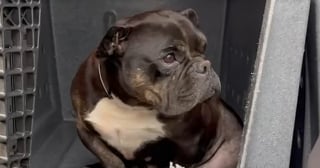 Illustration de l'article : Cette chienne aux pattes d&eacute;form&eacute;es et forc&eacute;e &agrave; se reproduire r&eacute;apprend &agrave; marcher et &agrave; vivre