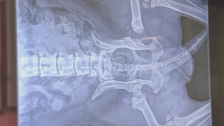 Illustration de l'article : Cette chienne aux pattes d&eacute;form&eacute;es et forc&eacute;e &agrave; se reproduire r&eacute;apprend &agrave; marcher et &agrave; vivre