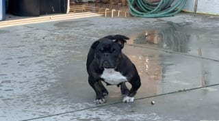 Illustration de l'article : Cette chienne aux pattes d&eacute;form&eacute;es et forc&eacute;e &agrave; se reproduire r&eacute;apprend &agrave; marcher et &agrave; vivre