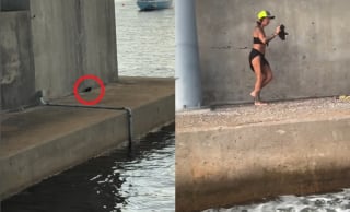 Illustration de l'article : Coincé entre un pont et la mer, ce chaton retrouve espoir à l'arrivée de 2 femmes en jet-ski (vidéo)