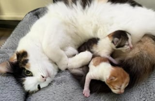 Illustration de l'article : Ces 2 chatons sauv&eacute;s sont devenus potel&eacute;s gr&acirc;ce au lait de leur m&egrave;re aimante