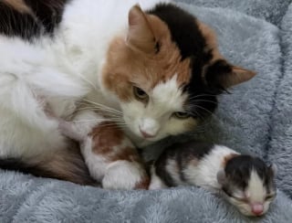 Illustration de l'article : Ces 2 chatons sauv&eacute;s sont devenus potel&eacute;s gr&acirc;ce au lait de leur m&egrave;re aimante