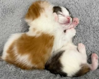 Illustration de l'article : Ces 2 chatons sauv&eacute;s sont devenus potel&eacute;s gr&acirc;ce au lait de leur m&egrave;re aimante