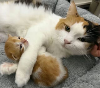 Illustration de l'article : Ces 2 chatons sauv&eacute;s sont devenus potel&eacute;s gr&acirc;ce au lait de leur m&egrave;re aimante