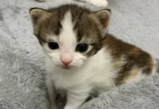 Illustration de l'article : Ces 2 chatons sauv&eacute;s sont devenus potel&eacute;s gr&acirc;ce au lait de leur m&egrave;re aimante