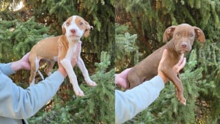 Illustration de l'article : Appel &agrave; t&eacute;moins apr&egrave;s la d&eacute;couverte de 2 chiots abandonn&eacute;s dans un champ, sans identification ni vaccin