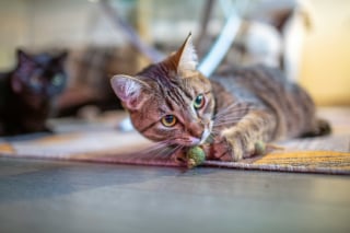 Illustration de l'article : La cataire rend les félins dépendants comme une drogue : mythe ou réalité ?