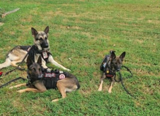 Illustration de l'article : Son chien l&rsquo;ayant aid&eacute; &agrave; retrouver son &eacute;quilibre, cet ancien militaire en forme d&eacute;sormais pour d&rsquo;autres v&eacute;t&eacute;rans