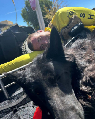 Illustration de l'article : Son chien de pr&egrave;s de 60 kg &eacute;puis&eacute; en montagne, un randonneur appelle les secours