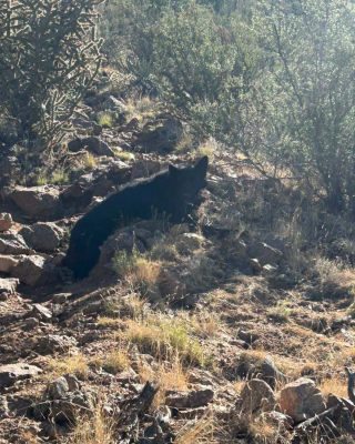 Illustration de l'article : Son chien de pr&egrave;s de 60 kg &eacute;puis&eacute; en montagne, un randonneur appelle les secours
