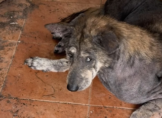 Illustration de l'article : Le regard de ce chien abandonné lui rappelle sa chienne disparue, alors elle décide de l'adopter