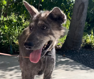 Illustration de l'article : Le regard de ce chien abandonné lui rappelle sa chienne disparue, alors elle décide de l'adopter