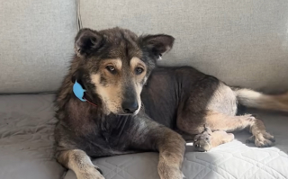 Illustration de l'article : Le regard de ce chien abandonné lui rappelle sa chienne disparue, alors elle décide de l'adopter
