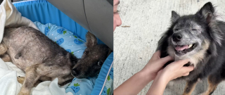 Illustration de l'article : Le regard de ce chien abandonné lui rappelle sa chienne disparue, alors elle décide de l'adopter