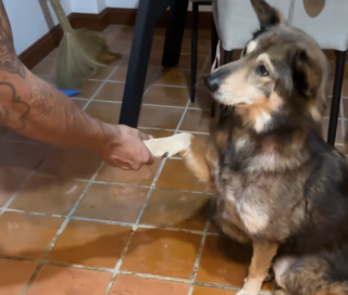 Illustration de l'article : Le regard de ce chien abandonné lui rappelle sa chienne disparue, alors elle décide de l'adopter