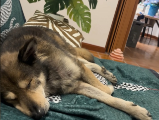 Illustration de l'article : Le regard de ce chien abandonné lui rappelle sa chienne disparue, alors elle décide de l'adopter