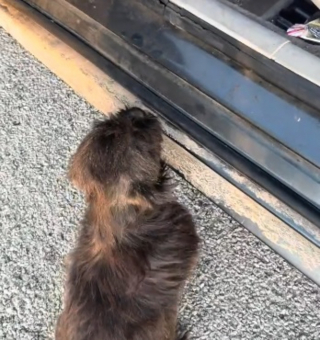 Illustration de l'article : La vie de cette petite chienne errante bascule dès qu'elle choisit de sauter dans la voiture d'une inconnue (vidéo)