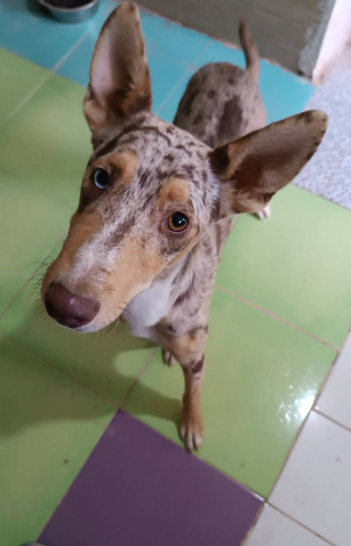 Illustration de l'article : Ce jeune chien timide errait dans un village et attend maintenant une famille qui lui redonnera confiance