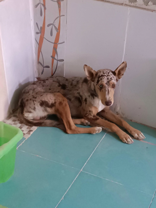 Illustration de l'article : Ce jeune chien timide errait dans un village et attend maintenant une famille qui lui redonnera confiance