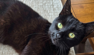 Illustration de l'article : 6 ans apr&egrave;s un accident de voiture, elle retrouve son chat le jour de son anniversaire