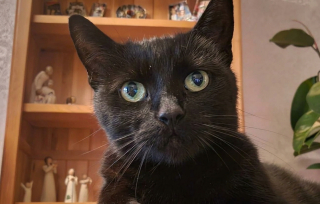 Illustration de l'article : 6 ans apr&egrave;s un accident de voiture, elle retrouve son chat le jour de son anniversaire