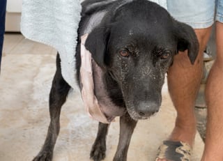 Illustration de l'article : Ce chien qui a cach&eacute; sa souffrance durant des mois r&eacute;apprend &agrave; vivre sur 3 pattes (vid&eacute;o)