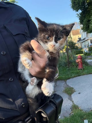 Illustration de l'article : Coincé sous le capot d’une voiture, ce chaton entrevoit l'espoir grâce à des policiers en patrouille