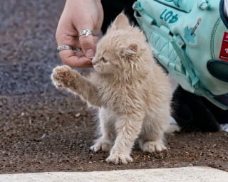 Illustration de l'article : De la rue aux lumières du stade, une chatte brille par sa prestation lors d’un match important