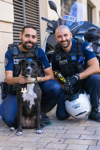 Illustration de l'article : Il avait déclaré sa chienne volée, puis la police lui annonce qu’elle a été retrouvée à 500 km de chez lui