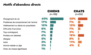 Illustration de l'article : 72 % des animaux accueillis en France en 2025 sont des chats, selon l’étude de la SPA et de la Fondation Affinity