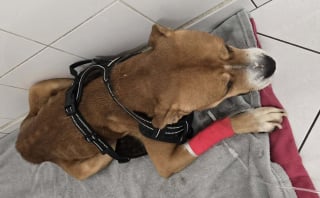 Illustration de l'article : Ce chien d&eacute;couvert affam&eacute; dans un logement risquait de conna&icirc;tre le m&ecirc;me sort que son ami lapin